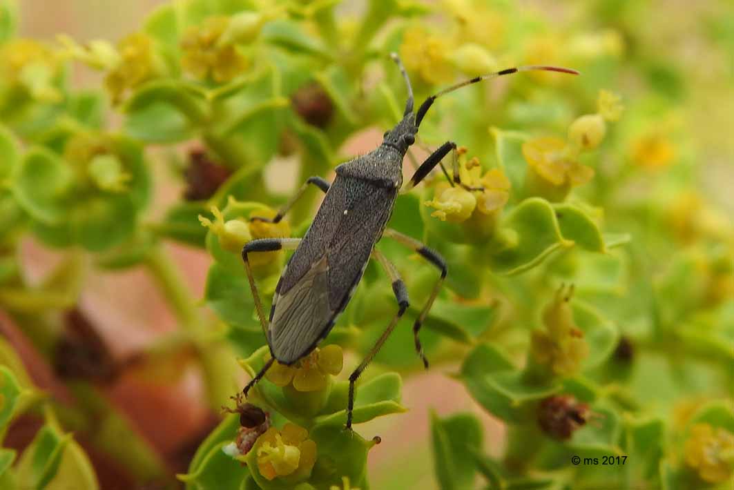 Alydus ?  No, Stenocephalidae:  Dicranocephalus albipes